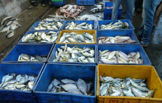 fish 30 sep 16 